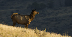elk